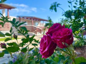 Mobile homes Kamp Maslina, Biograd na Moru 