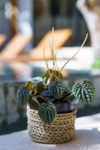 New 4 BDR Villa Mejan