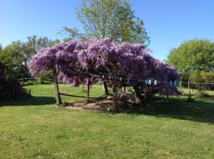 B&B / Chambres d'hotes Wisteria House : photos des chambres