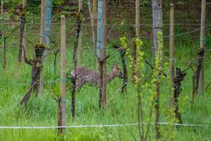 Cruna di Subida Wine Country House