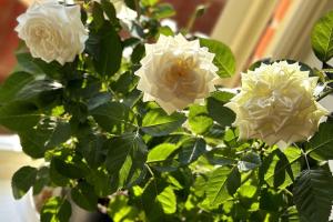 Stylish and Modern One-Bedroom Flat in Dorset