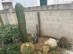 Cactus e ulivi villa a Speziale