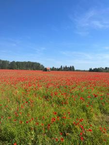 B&B / Chambres d'hotes Oh ! Fleurs des champs : photos des chambres