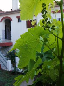 Casa do César Douro Guest House