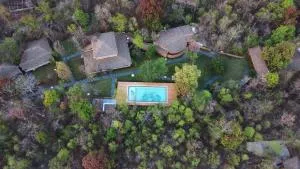 Saj In The Forest, Pench - Sānkh