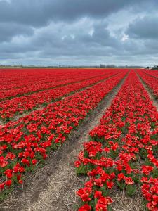 Bed and Breakfast Geliefd