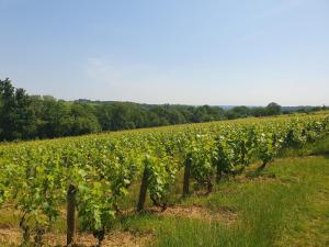 Maisons de vacances Douceurs des vignes du Vivian : photos des chambres