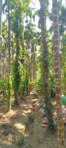 Magod Homestay