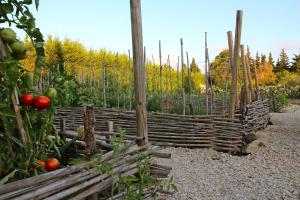 B&B / Chambres d'hotes MAS DES FIGUES - Mas XVIIIe tres calme - Certifie Biologique FRBio10 - jardin naturel ecologique - piscine 12x6 - Copieux brunch paysan mediterraneen cuisine du jardin huile d'olive - Agritourisme Alpilles Saint Remy de Provence du 01 mai au 30 septembre : photos des chambres