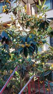 Casa vacanze Il Nespolo