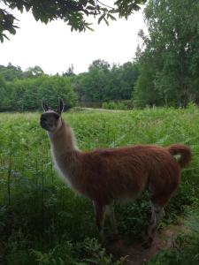 B&B / Chambres d'hotes Maison Lama : Chambre Double - Vue sur Jardin