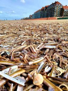 Appartements Face a la mer, appartement RDC Bray dunes : photos des chambres