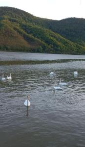 Cabana BRO Clisura Dunarii