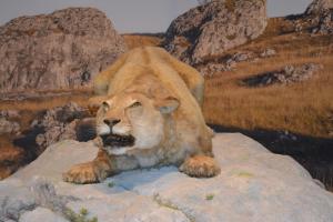 Maisons de vacances Maison & studio 14 pers avec piscine privee securisee : photos des chambres