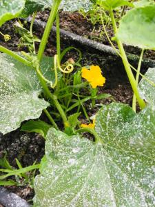 Стаи за гости Димитрови