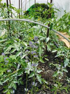 Стаи за гости Димитрови