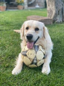 B&B / Chambres d'hotes La Bergerie : photos des chambres