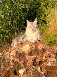 B&B / Chambres d'hotes La Bergerie : photos des chambres