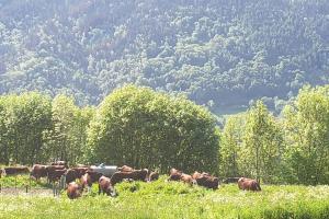 Maisons de vacances La Lotiere : photos des chambres