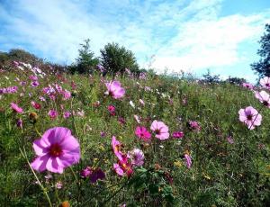 Maisons de vacances Les Glycines Gite - beautiful,peaceful location with Pool ( shared) and lots of things to see and do in the area. : Maison de Vacances