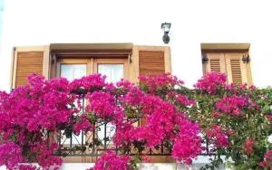 Benigna Studios - Arkoi