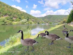 Maisons de vacances B.B.Home : photos des chambres