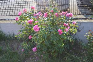 Chez Thérèse et Marguerite