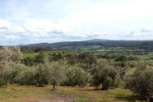 Casa Belvedere -tranquillità tra bosco e ulivi-