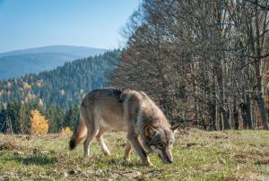 Hillside Strašín Šumava