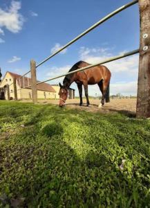 Stajnia Tarnowo Pałuckie