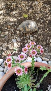Beach Garden Family Apartment