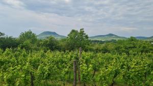 POP Tiny House Balaton