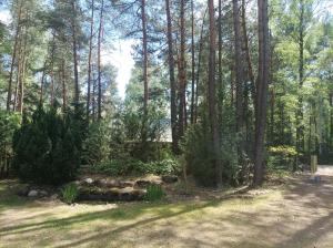 Fantastyczny domek w lesie