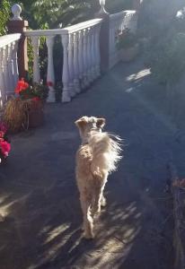 Hyggeland Gomera I - Oase der Stille im Palmendorf Tazo