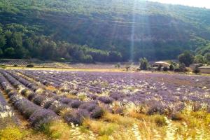 Maisons de vacances Location provence ventoux sault : photos des chambres