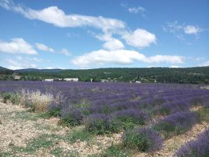 Location provence ventoux sault