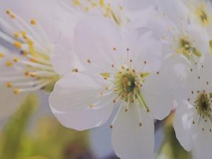 Ruhe am Wald - zentral und Wörthersee