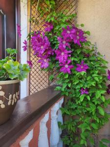 Šarlotos apartamentai