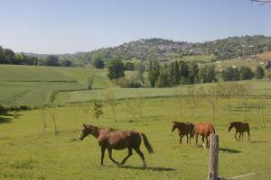 Maisons de vacances Norpech : photos des chambres