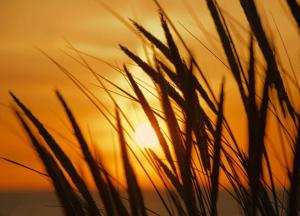 Miss Evans macht blau