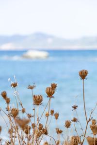 Eco Village Baia Delle Ginestre img62