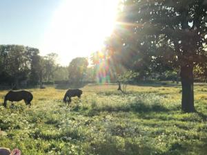 Isomegård Väte Gotland