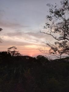 Laurel Jungle & Ocean