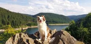 Ferienwohnung Hundeblick - 坦巴赫-迪塔尔茨