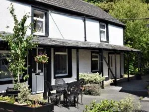 Red Kite - Llanwinio