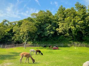 Log Park Dochidol Ranch