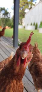 Fiery, cozy starry nights - Farm stay!