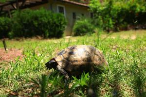 Eski Yeni Tatil Evi Olympos