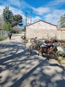 Stone House - Πέτρινο Σαλέ