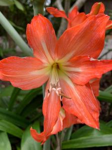 NEW Luxury Angourie Villa! Dream location, WiFi ++